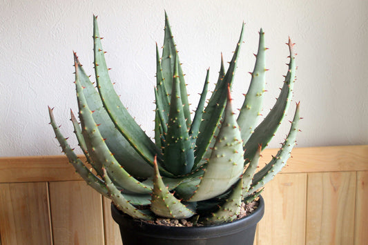 アロエ・ペグレラエ(Aloe peglerae)