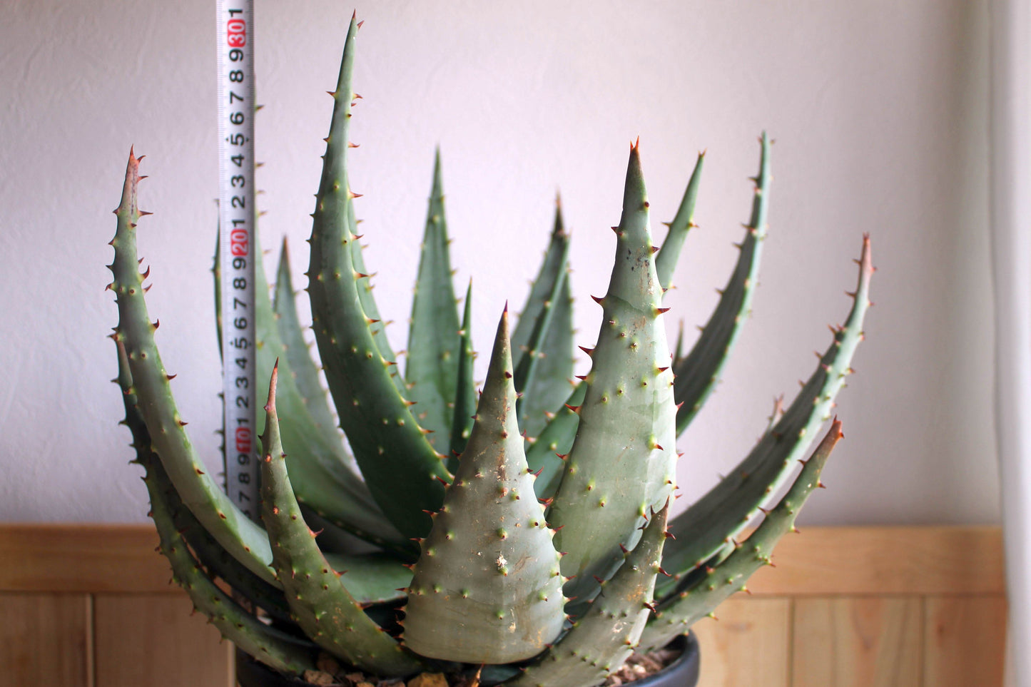 アロエ・ペグレラエ(Aloe peglerae)