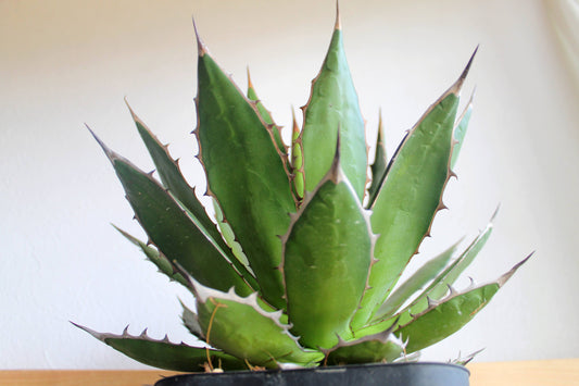 アガベ・ホリダ(Agave horrida)
