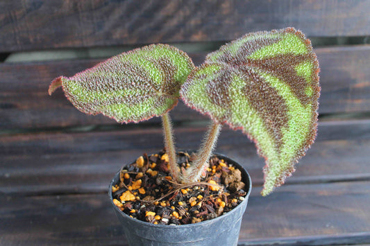 原種ベゴニア・バリエガータ(Begonia variegata)マッソニアナ