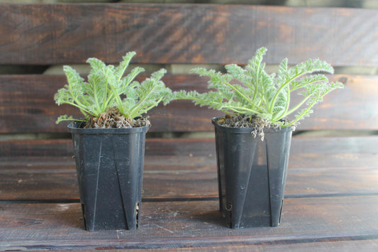 ペラルゴニウム・アッペンディクラツム(Pelargonium appendiculatum)セレクト販売
