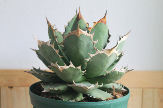 アガベ チタノタ 白鯨(Agave titanota 'Hakugei')A1
