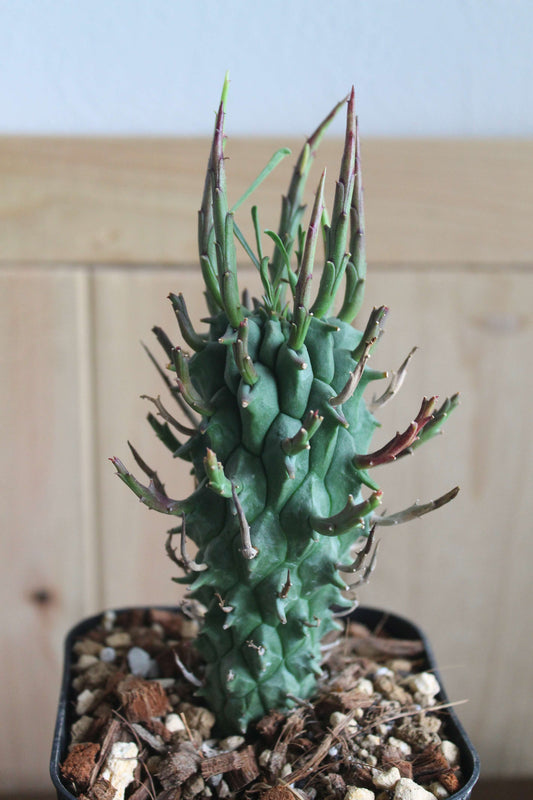 ユーフォルビア・スコエンランディ“闘牛角” Euphorbia schoenlandii 実生株