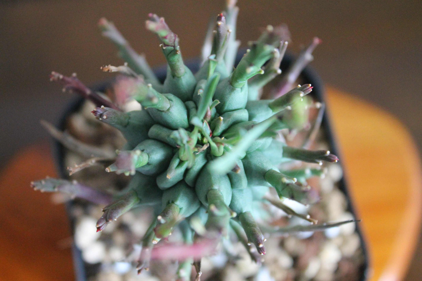 ユーフォルビア・スコエンランディ“闘牛角” Euphorbia schoenlandii 実生株