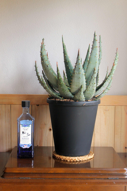 アロエ・ペグレラエ（Aloe peglerae）