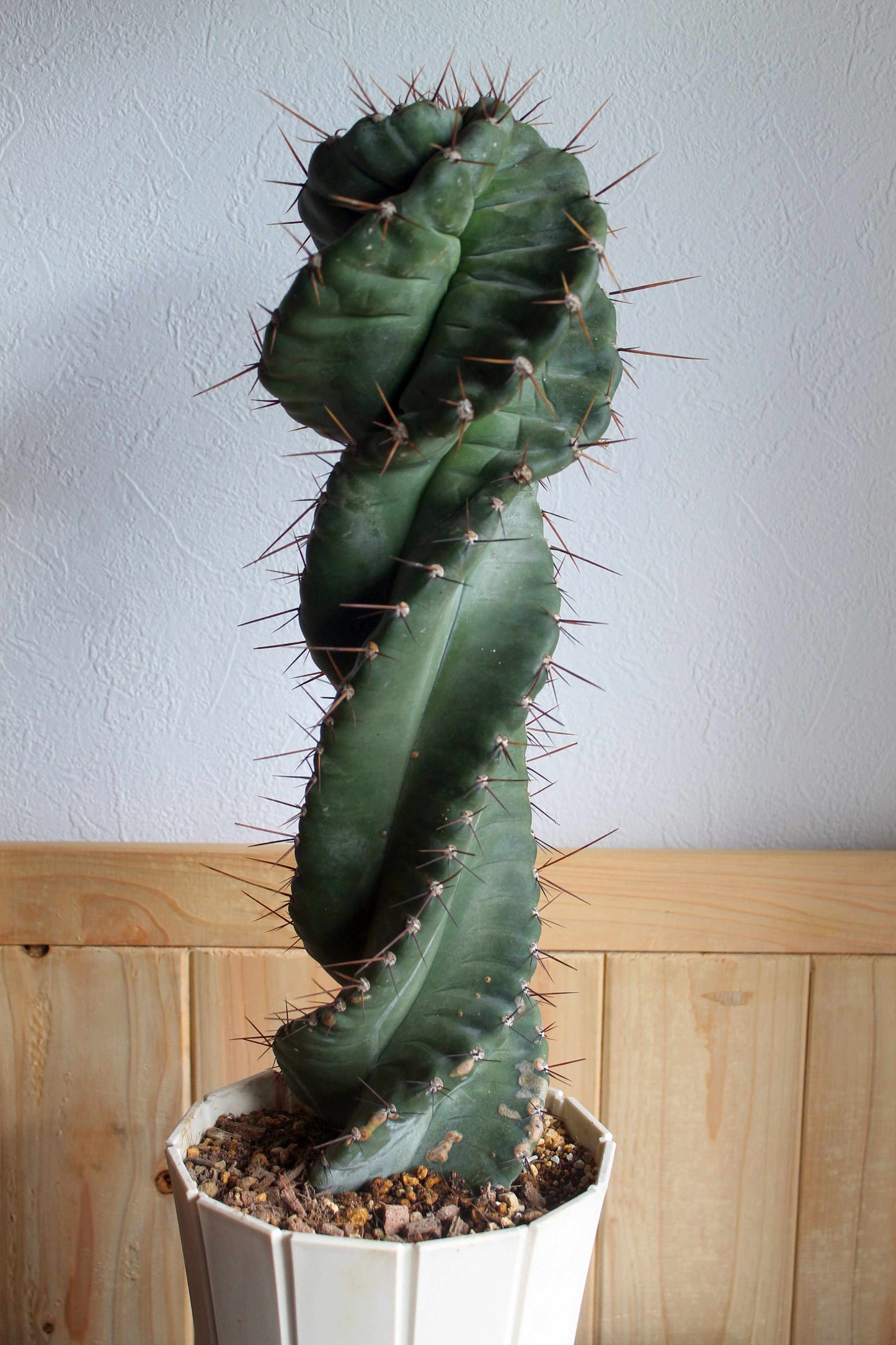 セレウス・ペルビアナス・スピラリス(Cereus peruvianus f. spiralis)　自根