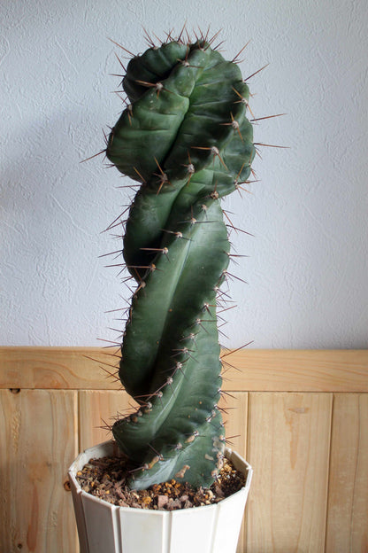 セレウス・ペルビアナス・スピラリス(Cereus peruvianus f. spiralis)　自根