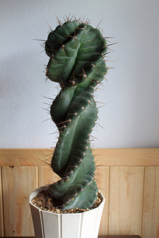 セレウス・ペルビアナス・スピラリス(Cereus peruvianus f. spiralis)　自根