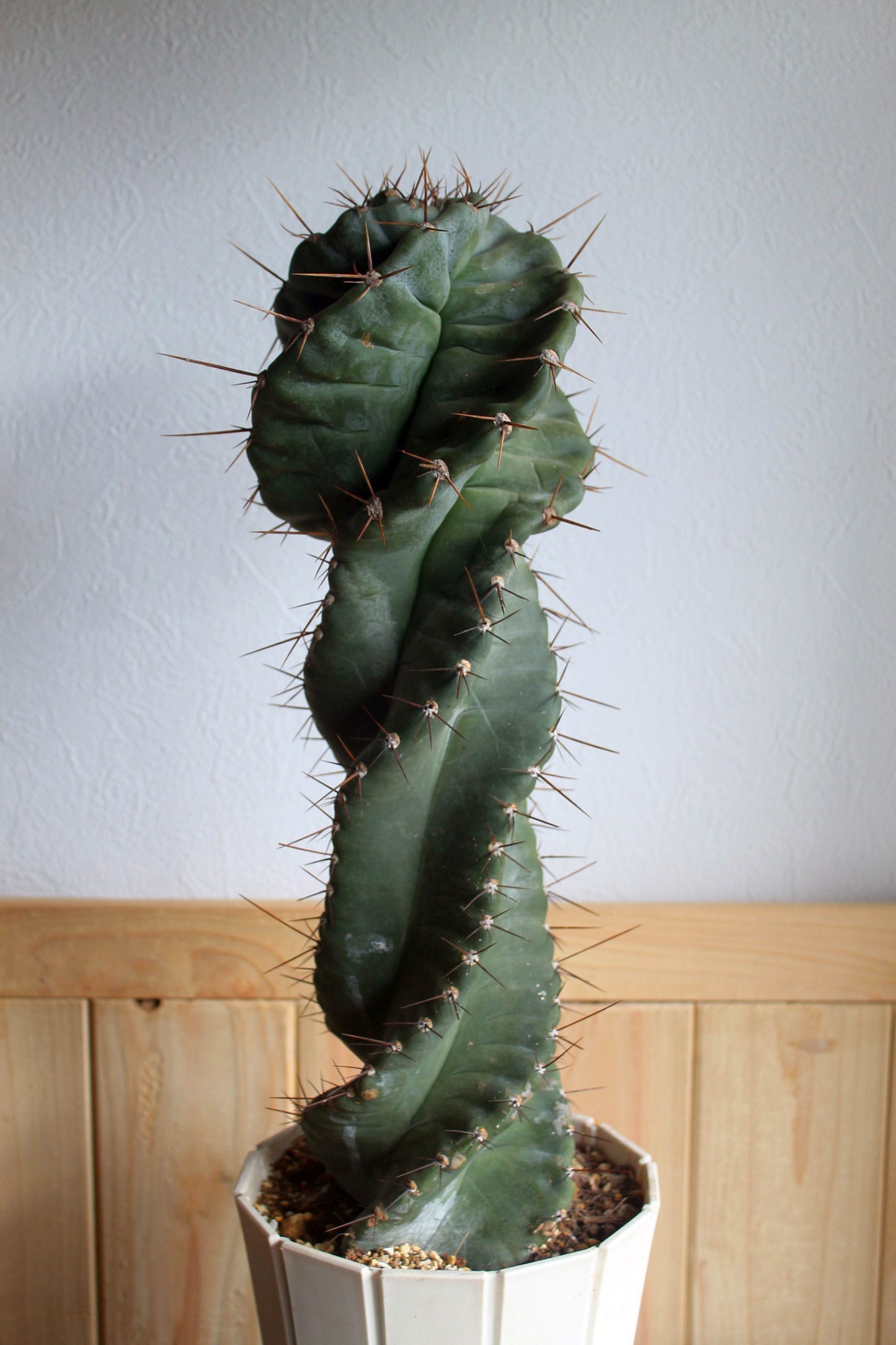 セレウス・ペルビアナス・スピラリス(Cereus peruvianus f. spiralis)　自根