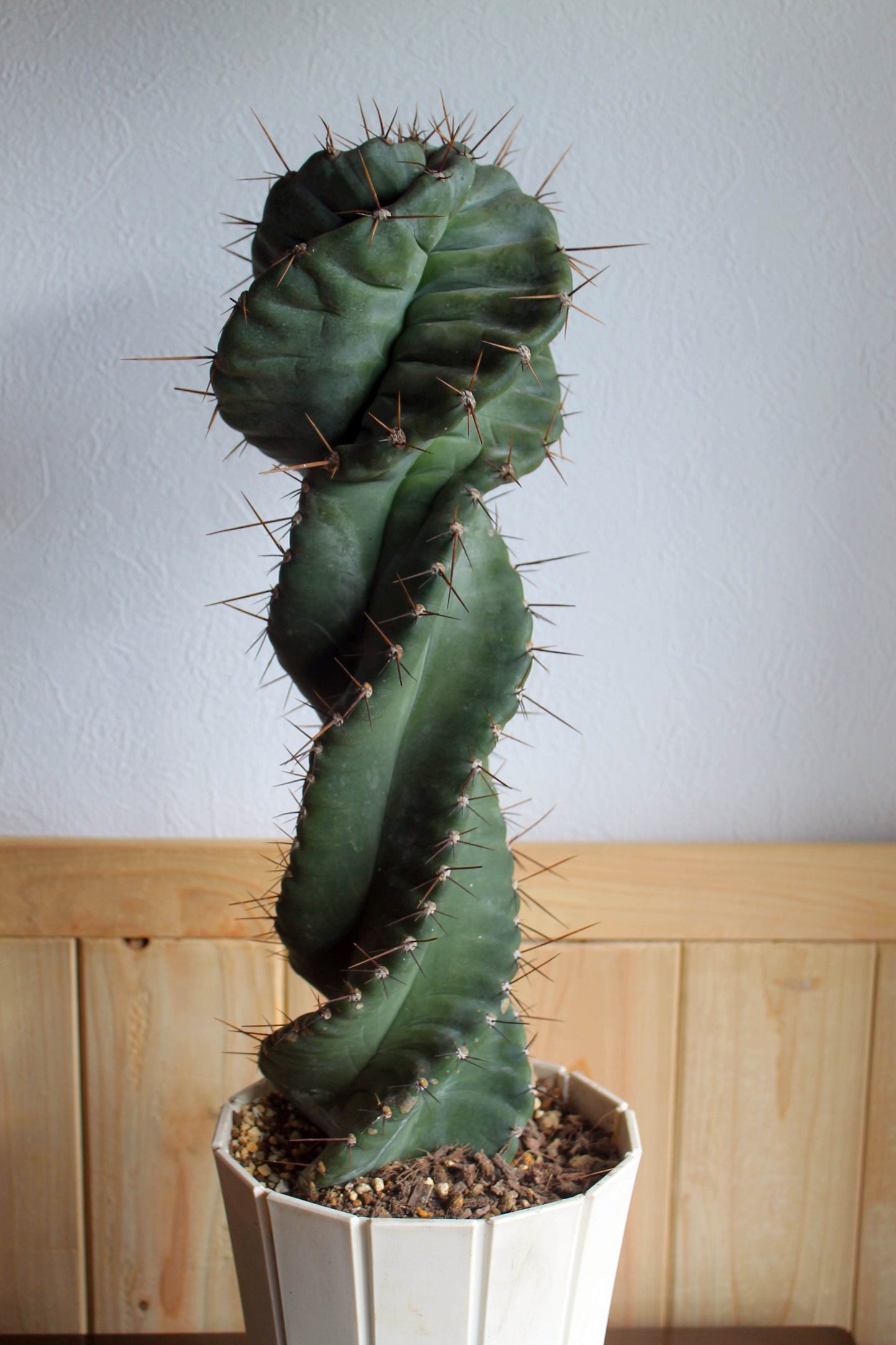 セレウス・ペルビアナス・スピラリス(Cereus peruvianus f. spiralis)　自根