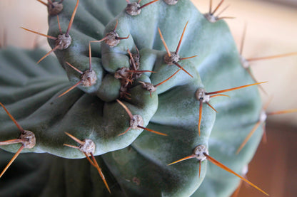 セレウス・ペルビアナス・スピラリス(Cereus peruvianus f. spiralis)　自根