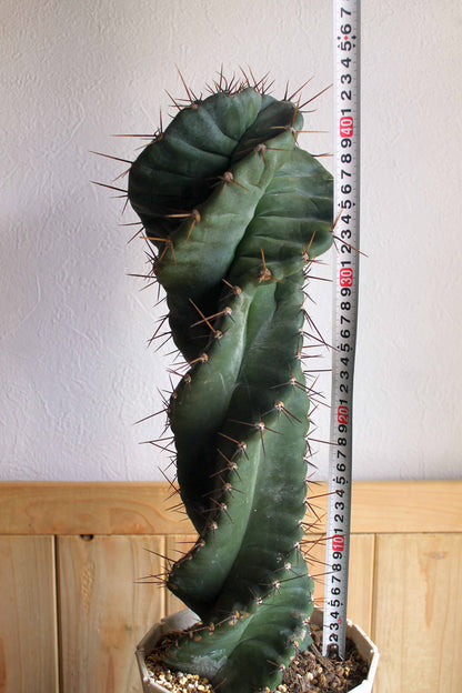 セレウス・ペルビアナス・スピラリス(Cereus peruvianus f. spiralis)　自根