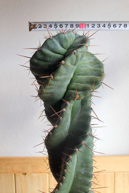 セレウス・ペルビアナス・スピラリス(Cereus peruvianus f. spiralis)　自根