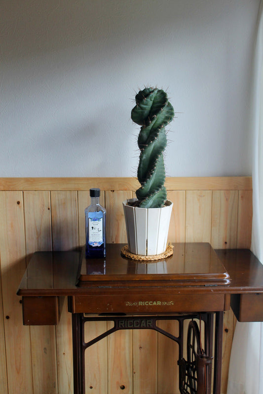 セレウス・ペルビアナス・スピラリス(Cereus peruvianus f. spiralis)　自根