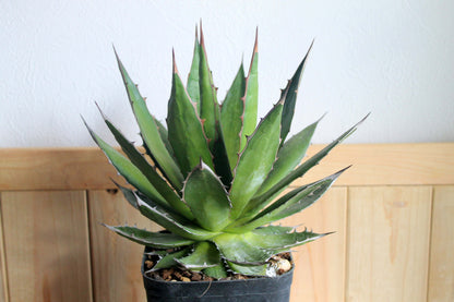 アガベ・ホリダ（Agave horrida）