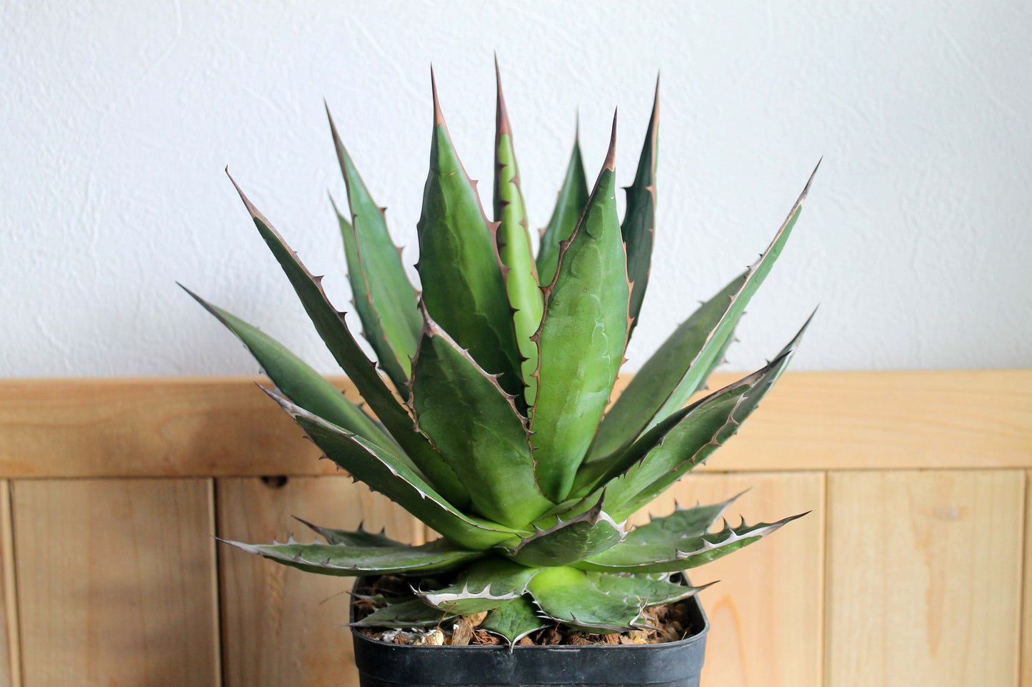 アガベ・ホリダ（Agave horrida）