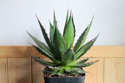 アガベ・ホリダ（Agave horrida）