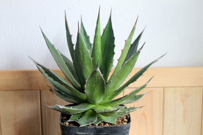アガベ・ホリダ（Agave horrida）
