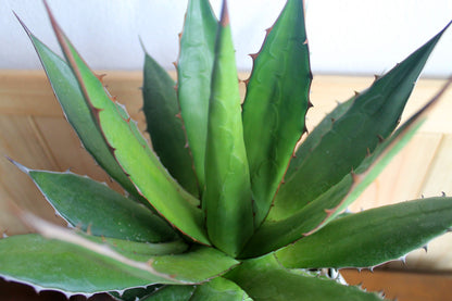アガベ・ホリダ（Agave horrida）