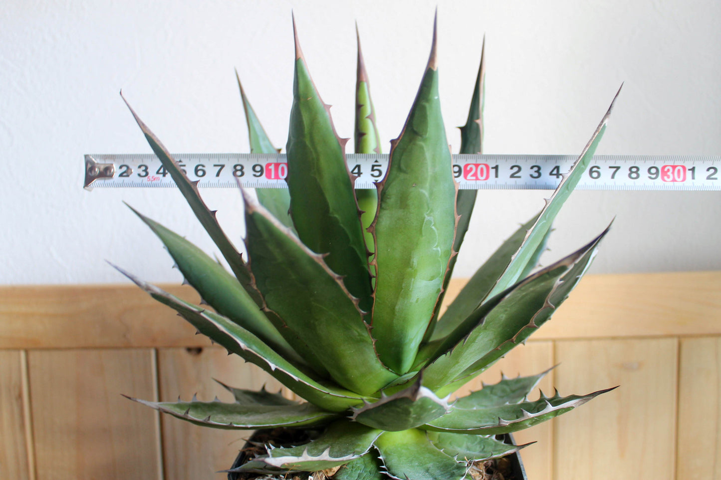アガベ・ホリダ（Agave horrida）