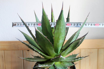 アガベ・ホリダ（Agave horrida）