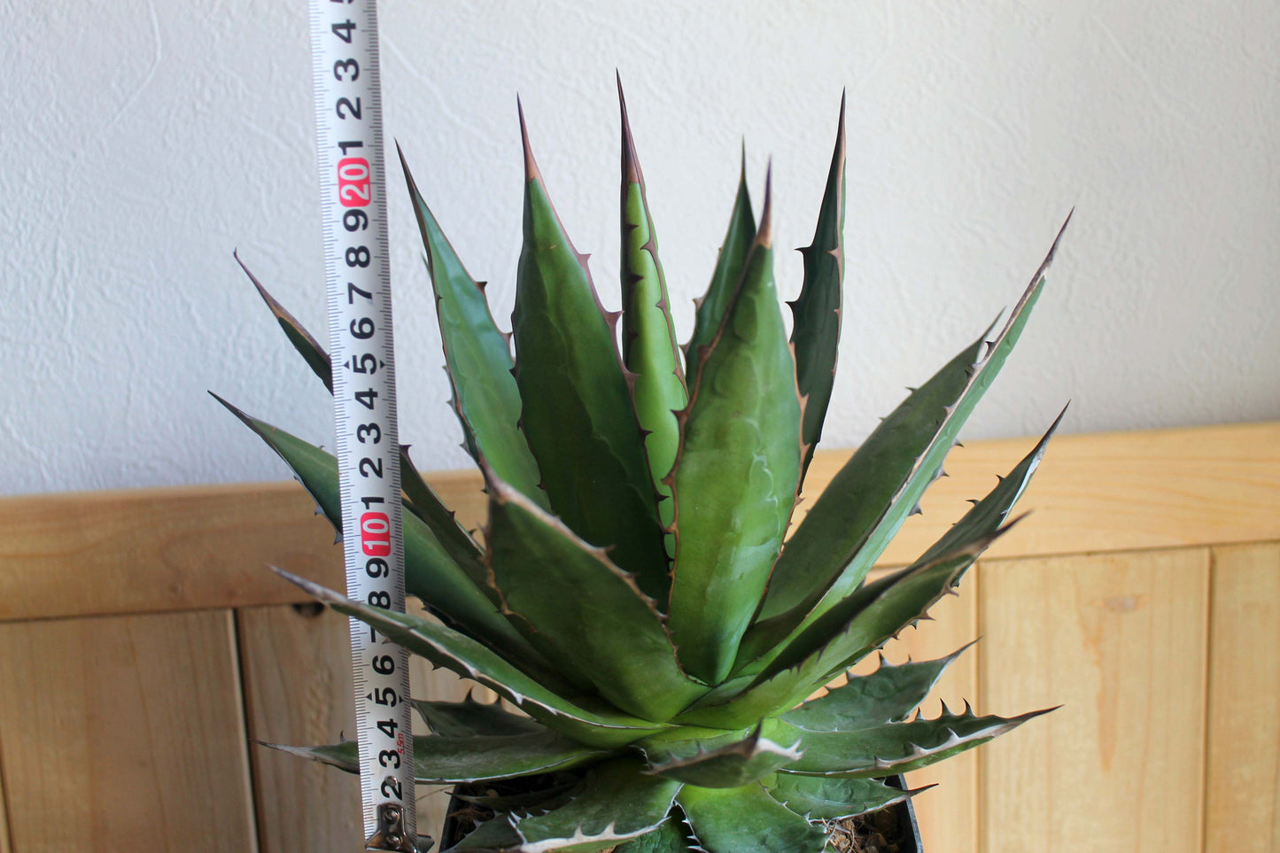 アガベ・ホリダ（Agave horrida）