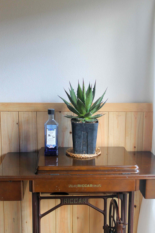 アガベ・ホリダ（Agave horrida）
