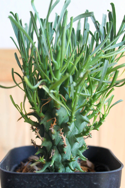 ユーフォルビア スコエンランディ 闘牛角 (Euphorbia schoenlandii )　実生株