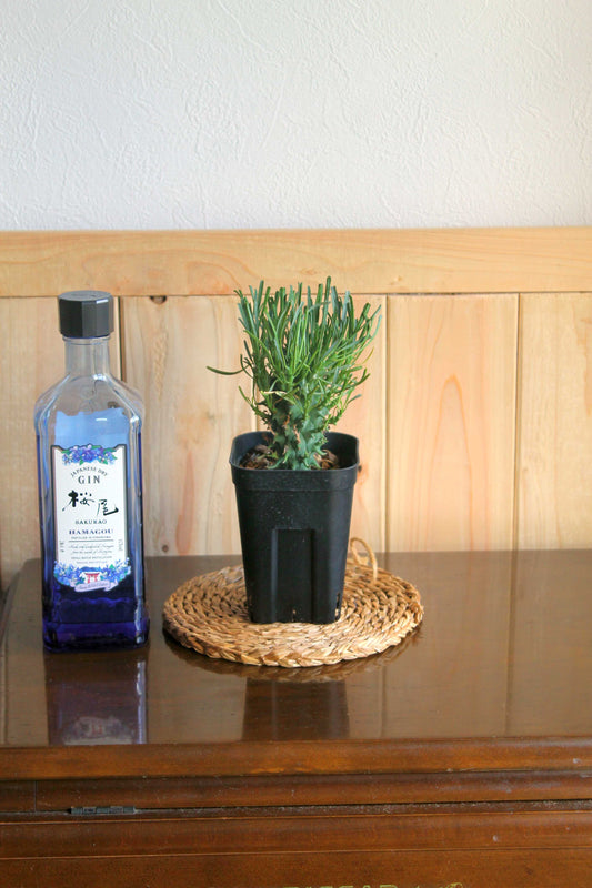 ユーフォルビア スコエンランディ 闘牛角 (Euphorbia schoenlandii )　実生株