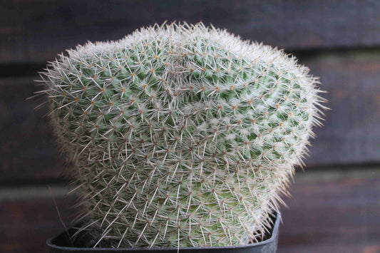 マミラリア アザラシ ( Mammillaria parkinsonii 'Azarashi' )　分頭