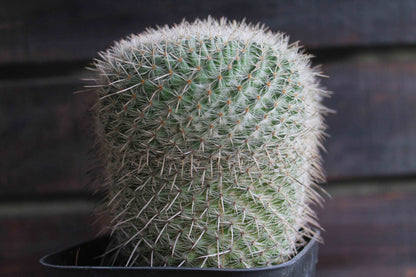 マミラリア アザラシ ( Mammillaria parkinsonii 'Azarashi' )　分頭