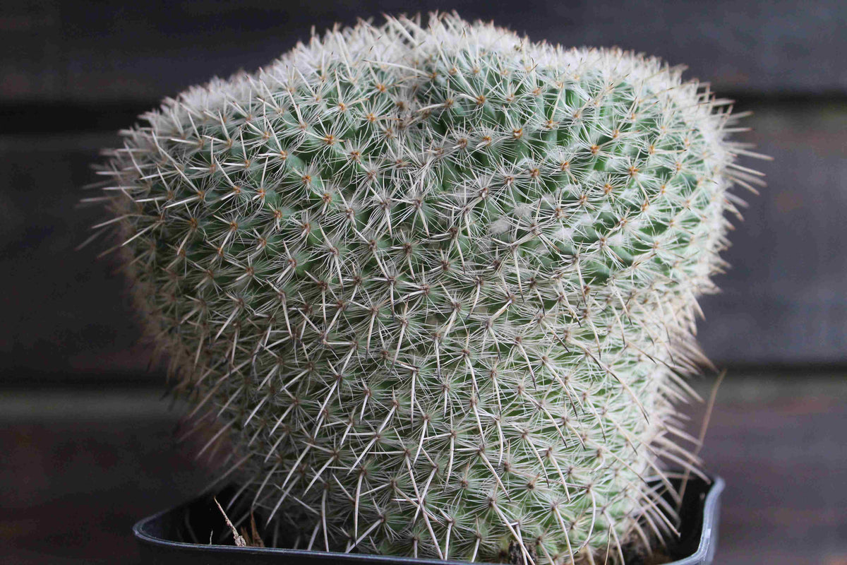 マミラリア アザラシ ( Mammillaria parkinsonii 'Azarashi' )　分頭