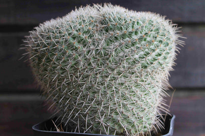 マミラリア アザラシ ( Mammillaria parkinsonii 'Azarashi' )　分頭