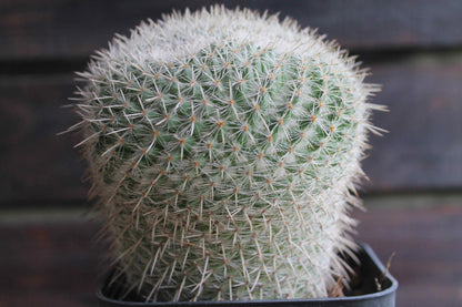 マミラリア アザラシ ( Mammillaria parkinsonii 'Azarashi' )　分頭