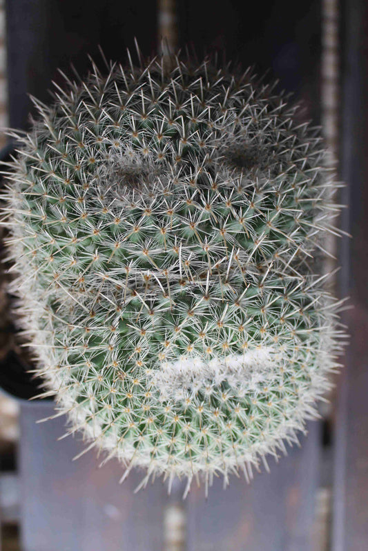 マミラリア アザラシ ( Mammillaria parkinsonii 'Azarashi' )　分頭