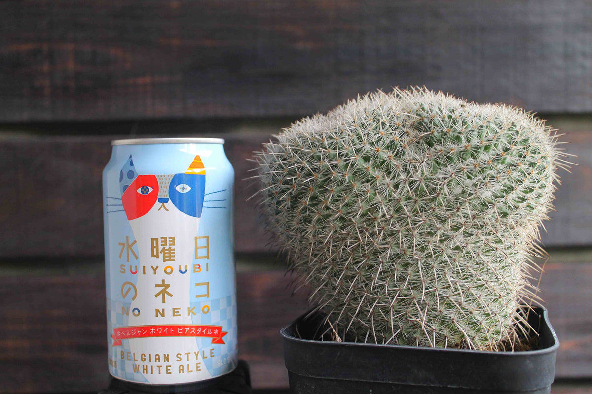 マミラリア アザラシ ( Mammillaria parkinsonii 'Azarashi' )　分頭