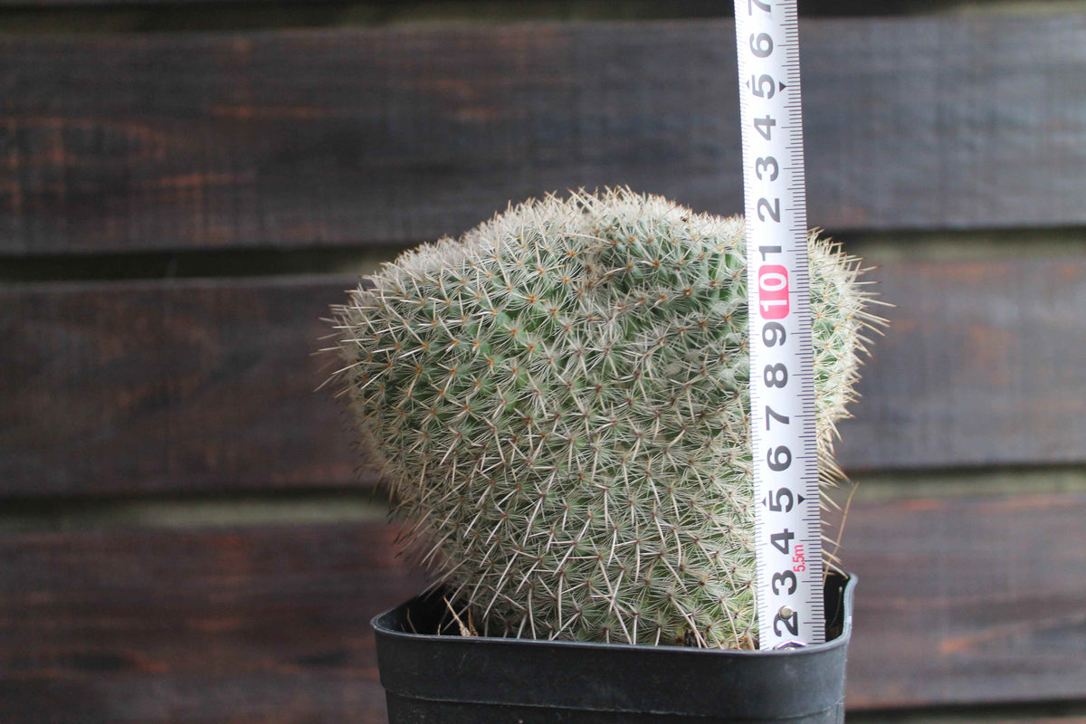 マミラリア アザラシ ( Mammillaria parkinsonii 'Azarashi' )　分頭