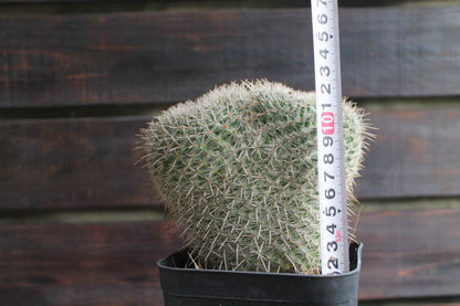 マミラリア アザラシ ( Mammillaria parkinsonii 'Azarashi' )　分頭