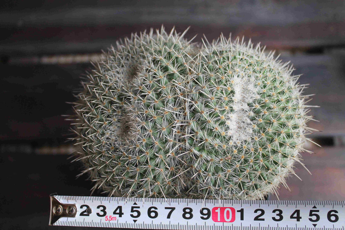 マミラリア アザラシ ( Mammillaria parkinsonii 'Azarashi' )　分頭