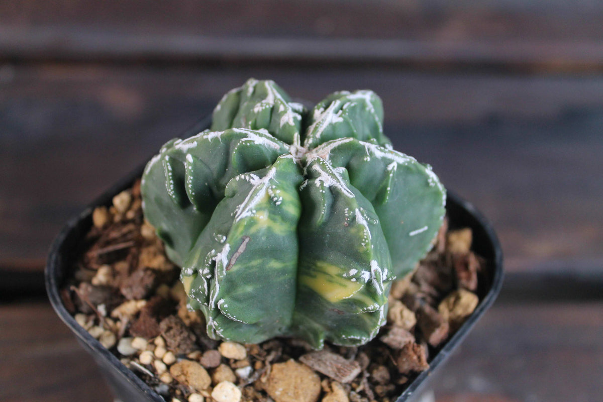 アストロフィツム 複隆鸞鳳玉錦 (Astrophytum myriostigma )