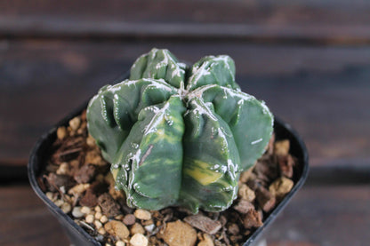アストロフィツム 複隆鸞鳳玉錦 (Astrophytum myriostigma )