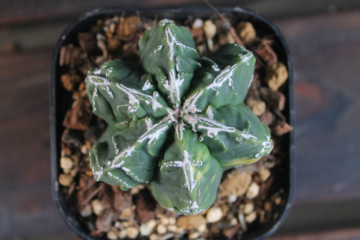 アストロフィツム 複隆鸞鳳玉錦 (Astrophytum myriostigma )