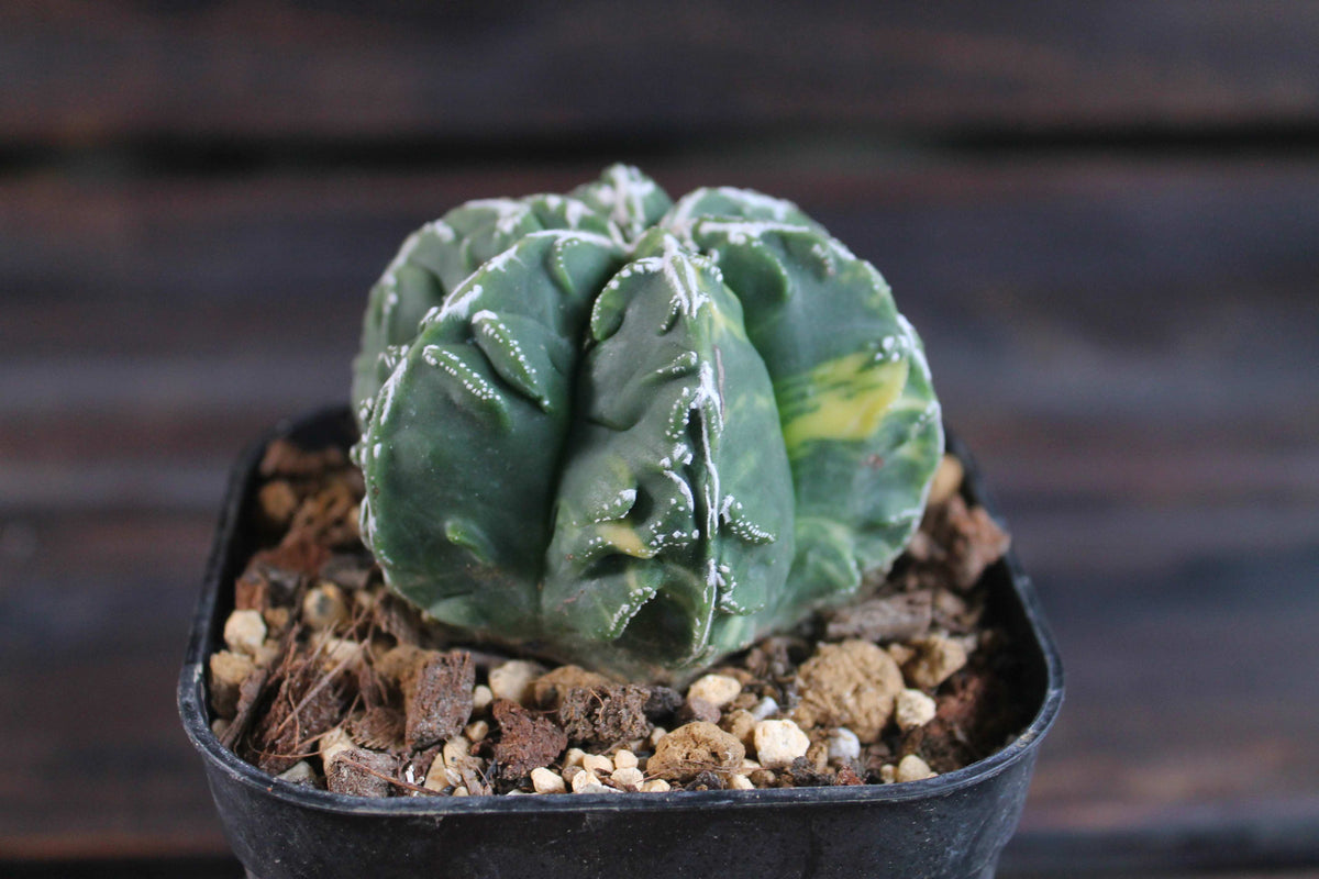 アストロフィツム 複隆鸞鳳玉錦 (Astrophytum myriostigma )
