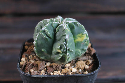 アストロフィツム 複隆鸞鳳玉錦 (Astrophytum myriostigma )