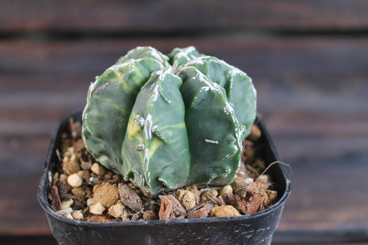 アストロフィツム 複隆鸞鳳玉錦 (Astrophytum myriostigma )
