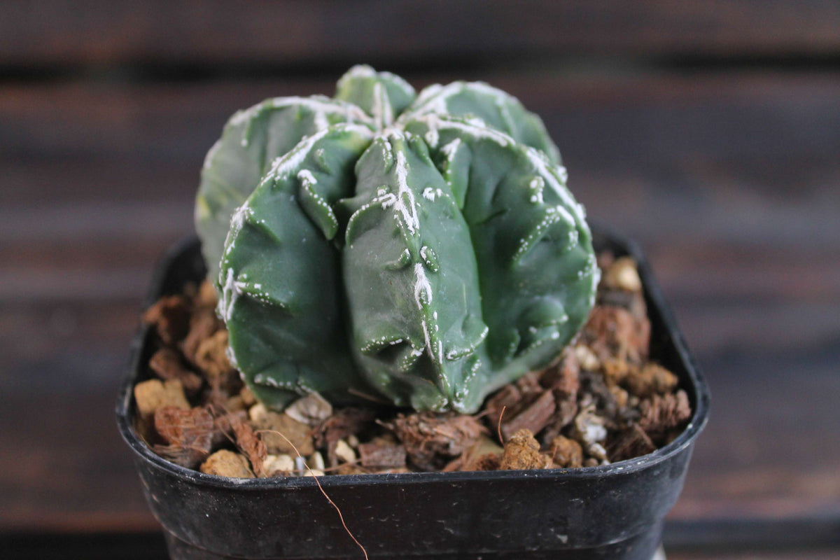 アストロフィツム 複隆鸞鳳玉錦 (Astrophytum myriostigma )
