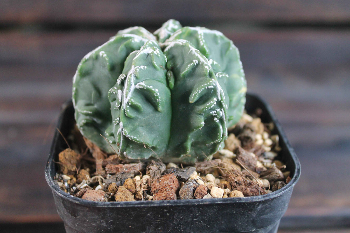 アストロフィツム 複隆鸞鳳玉錦 (Astrophytum myriostigma )