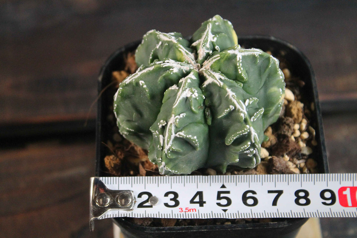 アストロフィツム 複隆鸞鳳玉錦 (Astrophytum myriostigma )