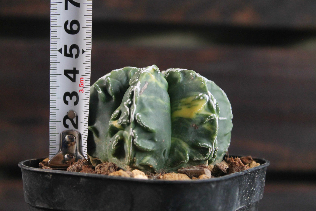 アストロフィツム 複隆鸞鳳玉錦 (Astrophytum myriostigma )