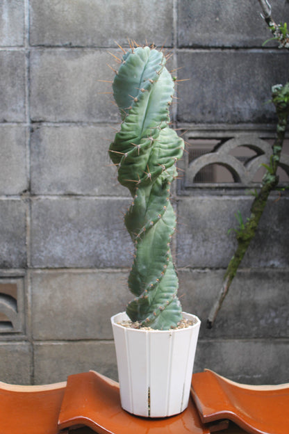 セレウス・ペルビアナス・スピラリス(Cereus peruvianus f. spiralis)　自根